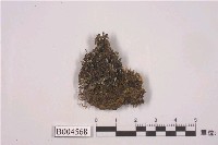 藏品(鑲邊腎盤衣)的圖片